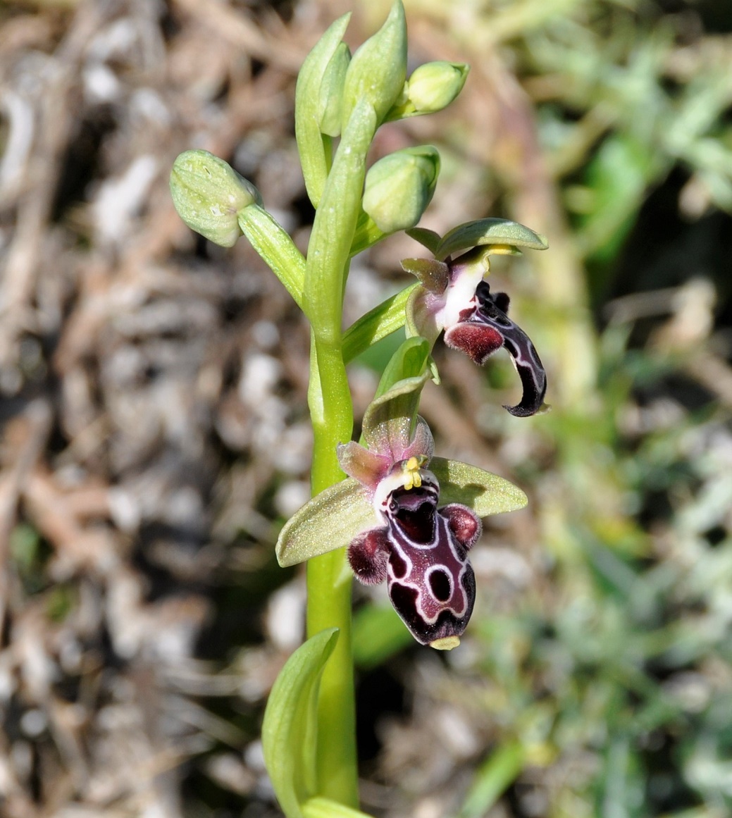 Image of Ophrys kotschyi specimen.