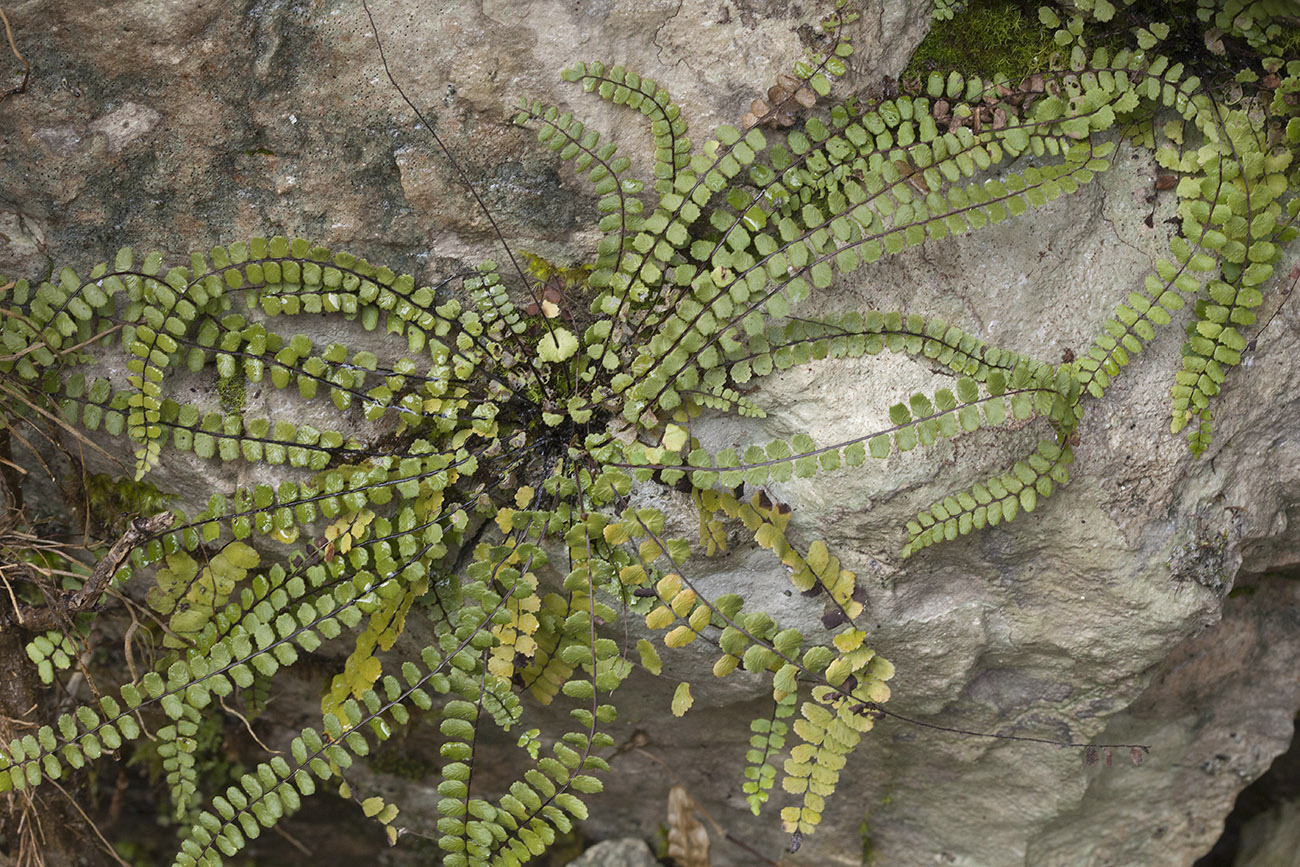 Изображение особи Asplenium trichomanes.