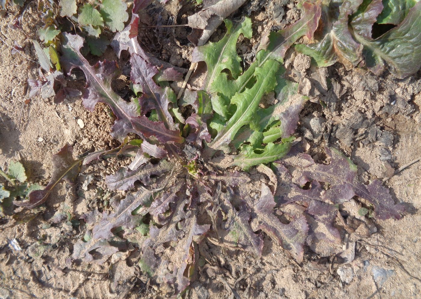 Изображение особи Lactuca serriola.