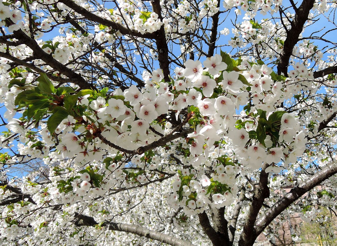 Изображение особи род Prunus.