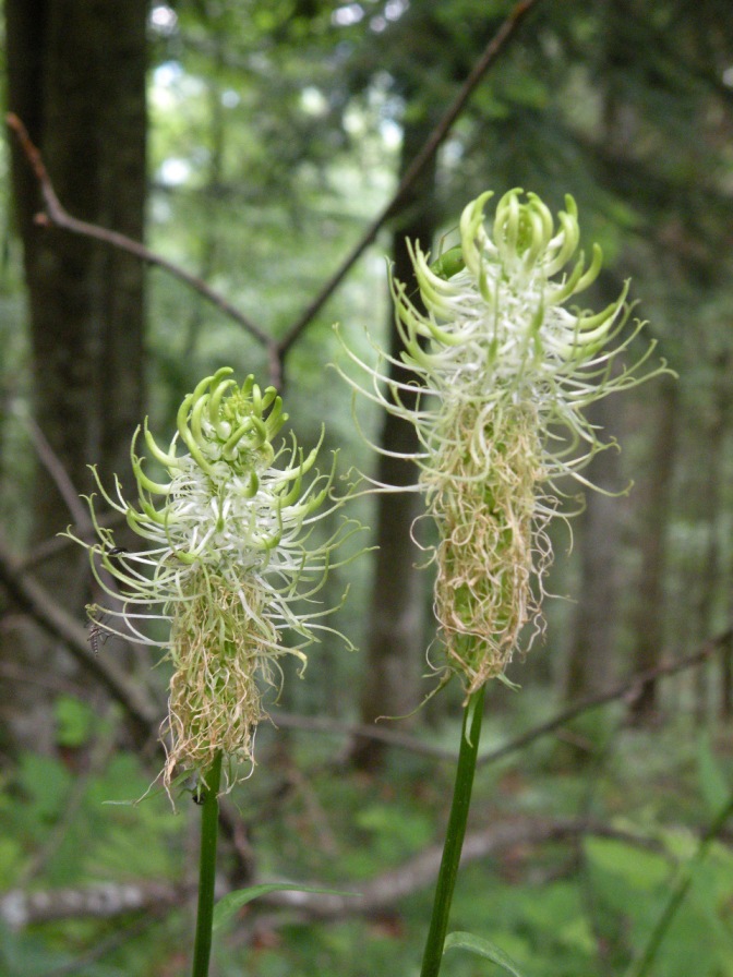 Изображение особи Phyteuma spicatum.