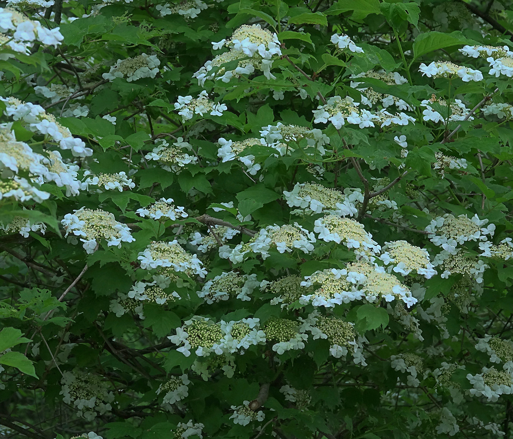 Изображение особи Viburnum opulus.