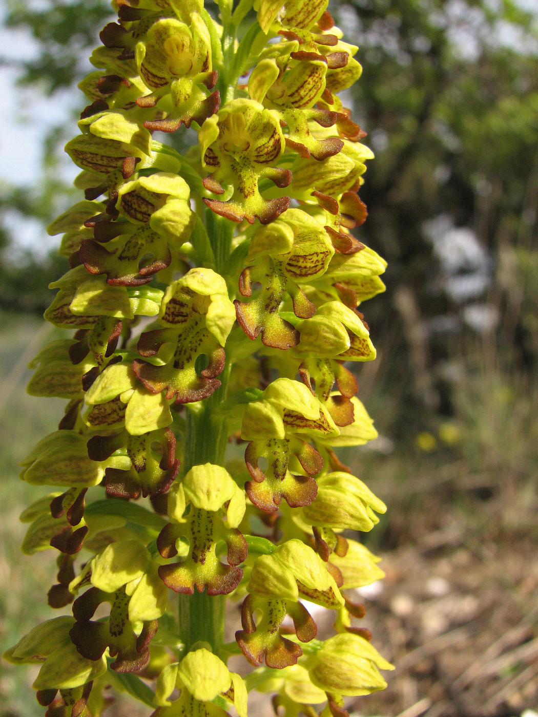 Image of Orchis punctulata specimen.