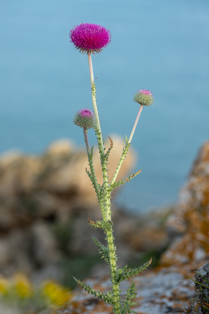 Image of Carduus uncinatus ssp. davisii specimen.