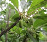 Enkianthus campanulatus