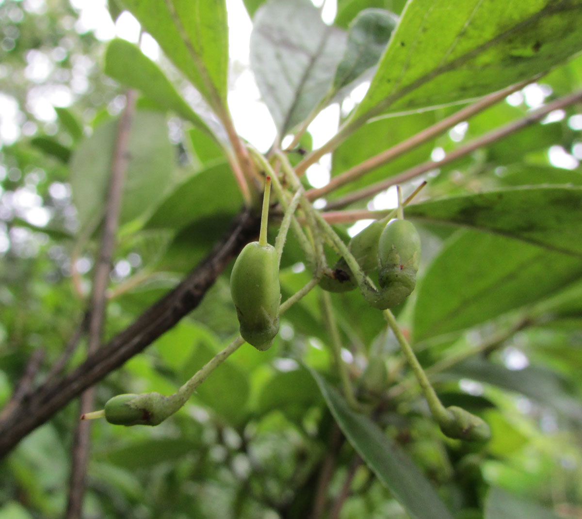 Image of Enkianthus campanulatus specimen.