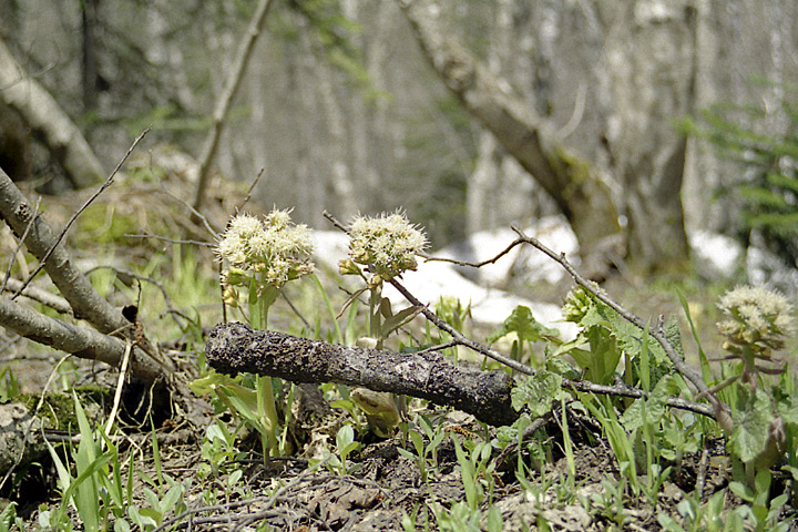 Изображение особи Petasites albus.