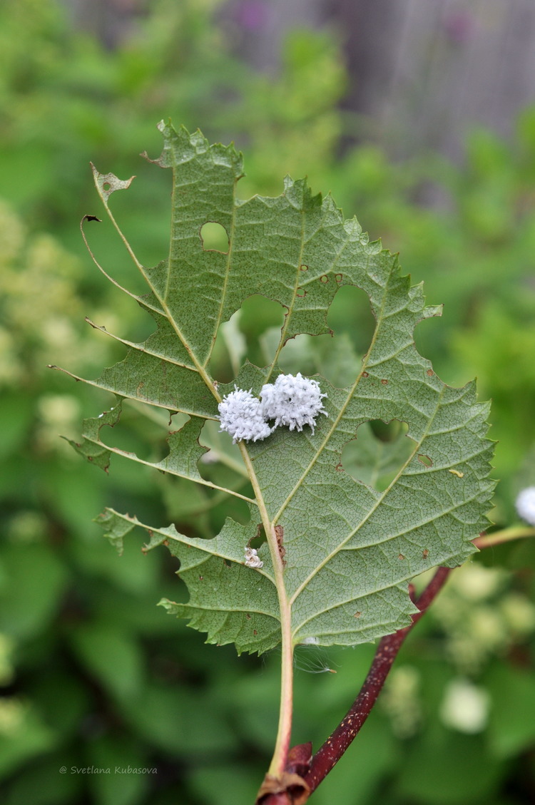 Изображение особи Duschekia fruticosa.