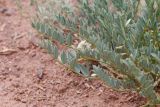 Astragalus masenderanus
