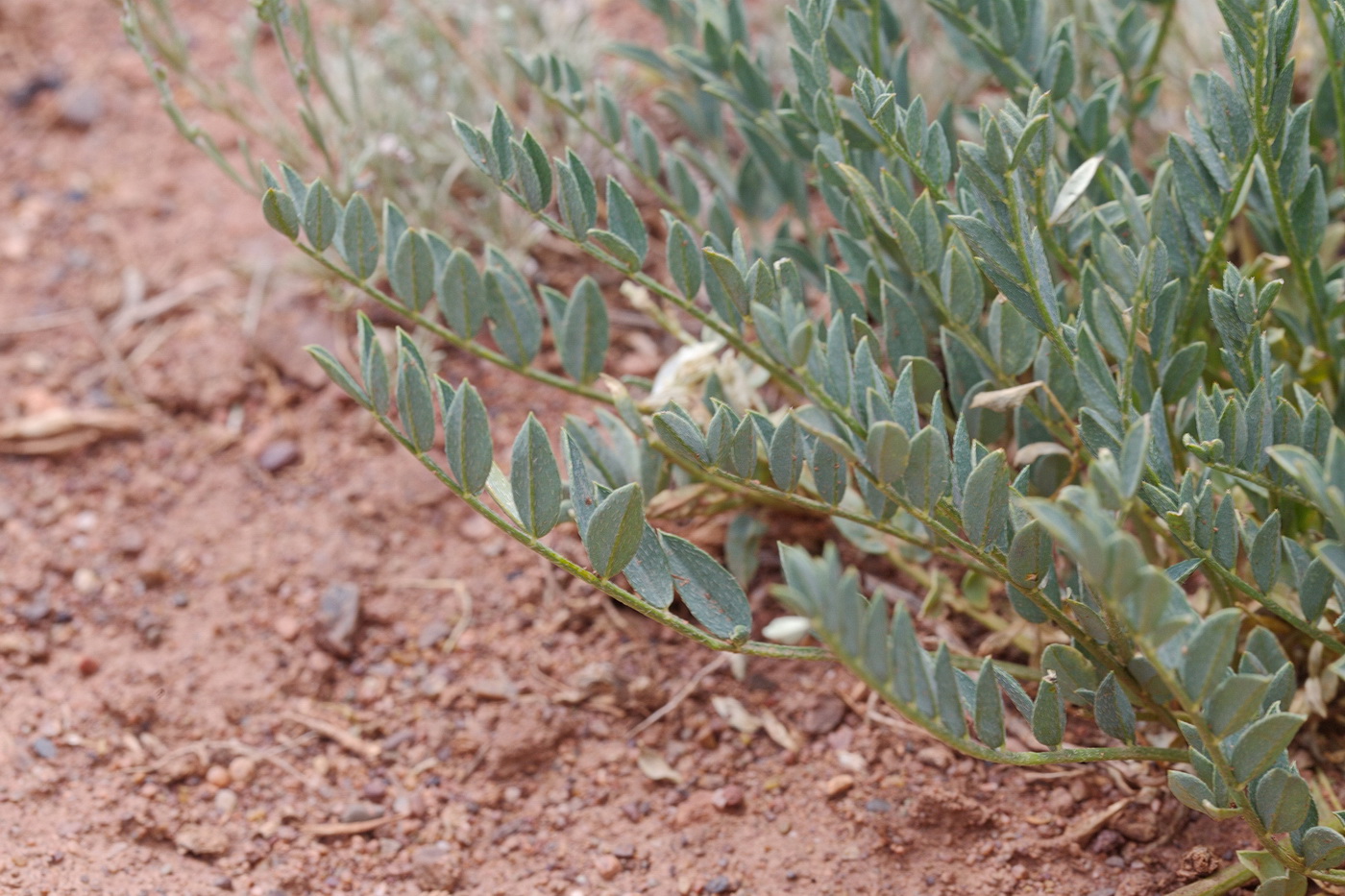 Изображение особи Astragalus skorniakowii.