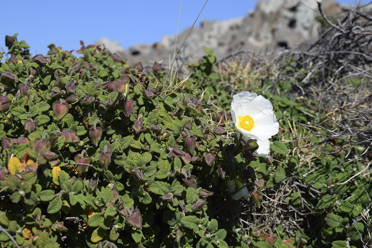 Image of Cistus salviifolius specimen.