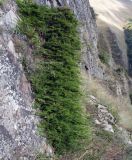 Juniperus sabina