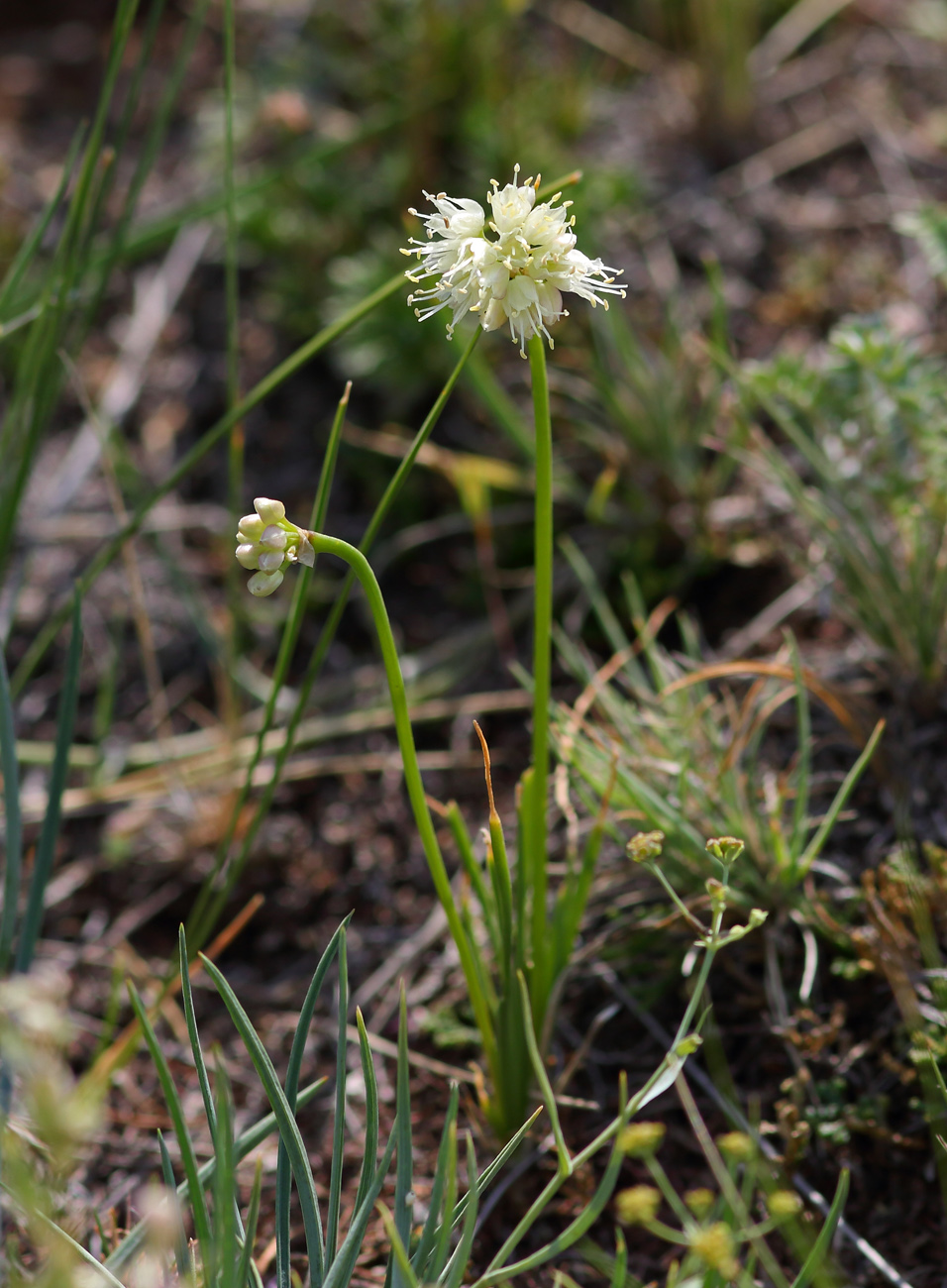 Image of genus Allium specimen.