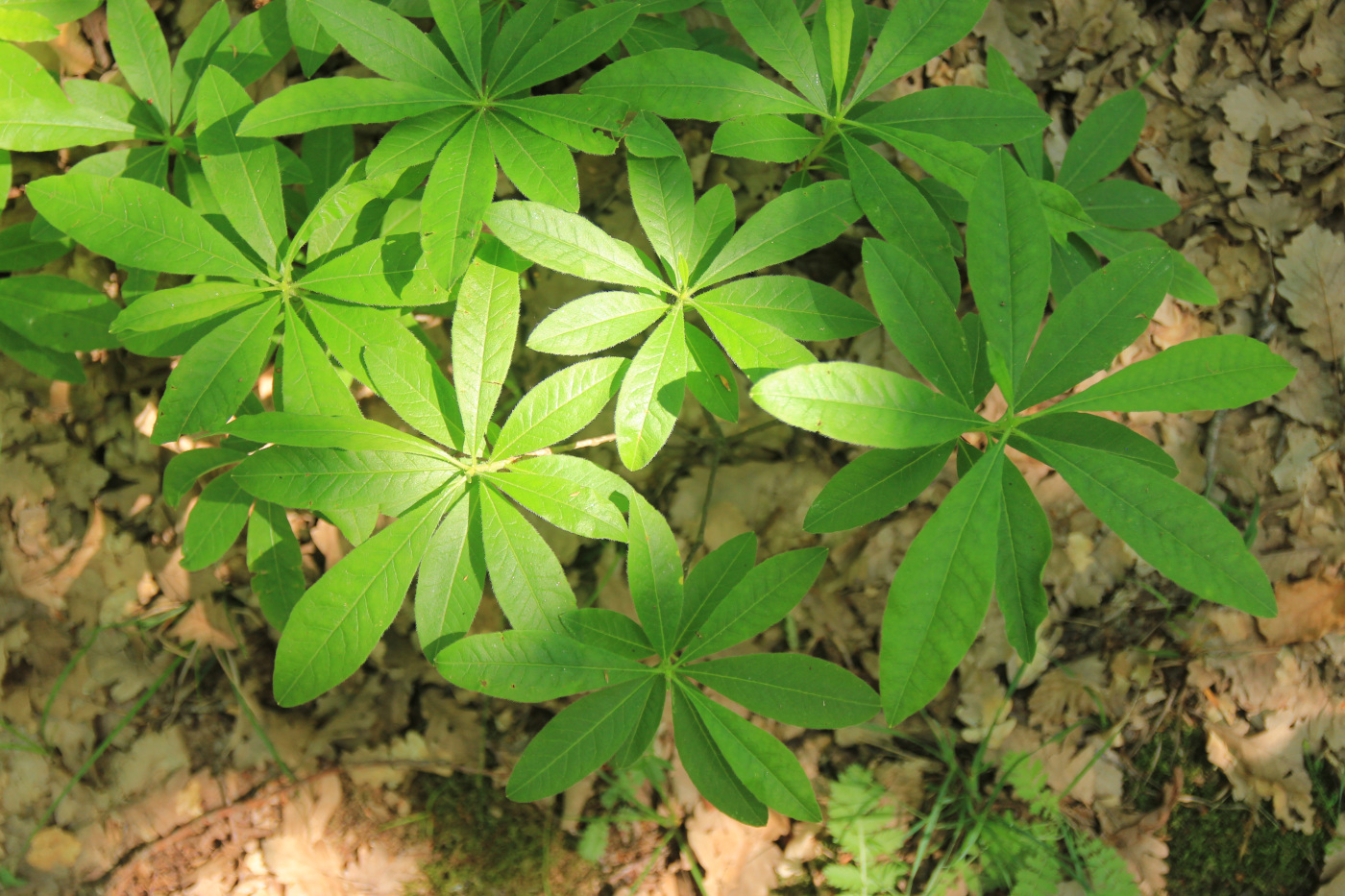 Image of Rhododendron luteum specimen.