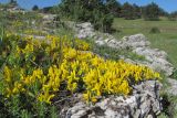 Genista depressa. Цветущие растения. Крым, яйла близ вершины Ай-Петри, скальное обнажение. 09.06.2019.