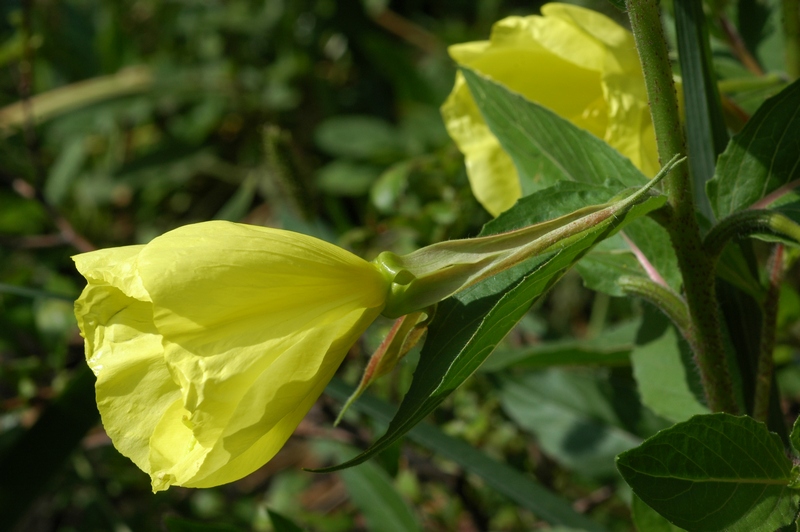 Изображение особи Oenothera glazioviana.