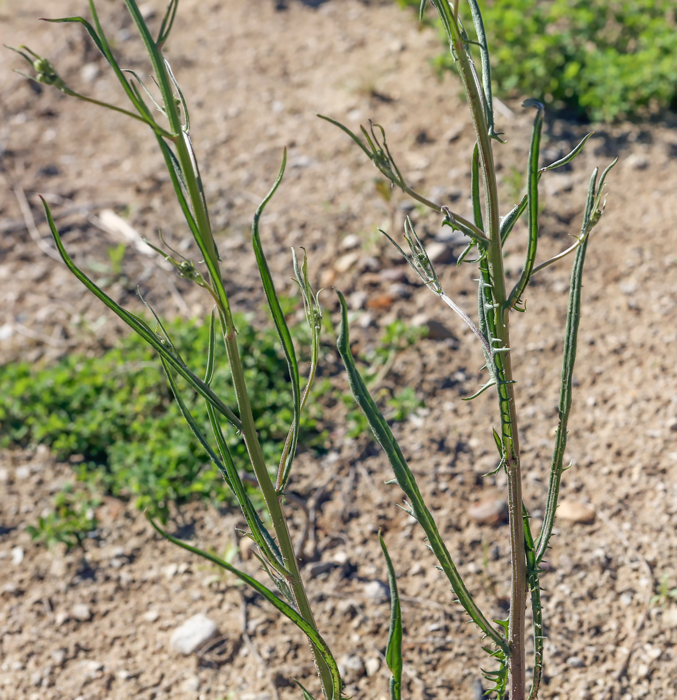 Image of Crepis tectorum specimen.