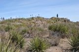 Puya chilensis