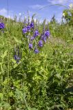 Veronica teucrium. Цветущее растение. Башкортастан, окр. г. Стерлитамак, сырой овраг. 18.06.2019.