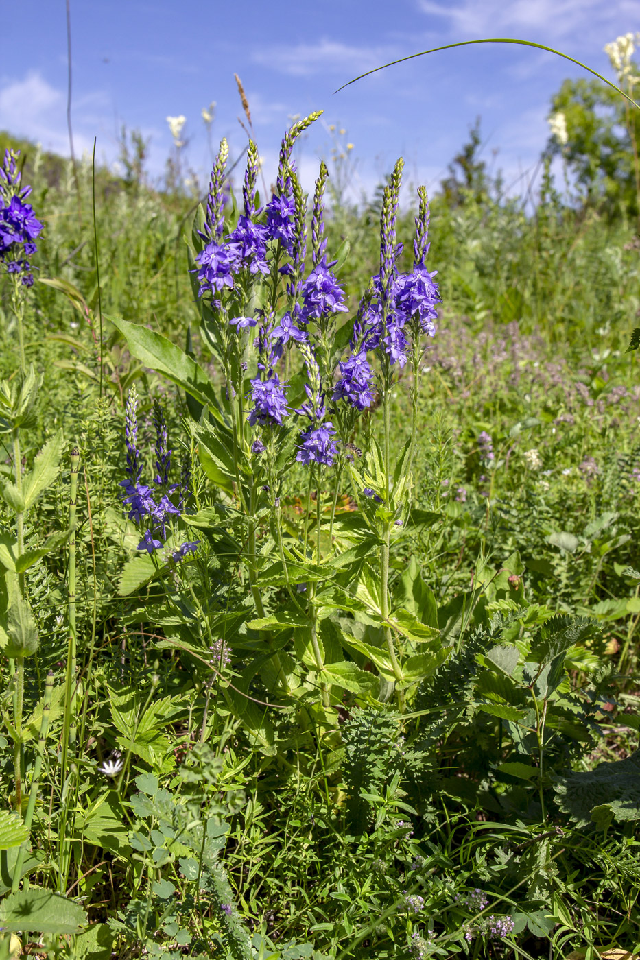 Изображение особи Veronica teucrium.