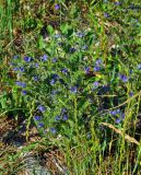 Echium vulgare. Цветущее растение. Сербия, национальный парк Тара, плоскогорье Равна Тара, луг. 08.07.2019.