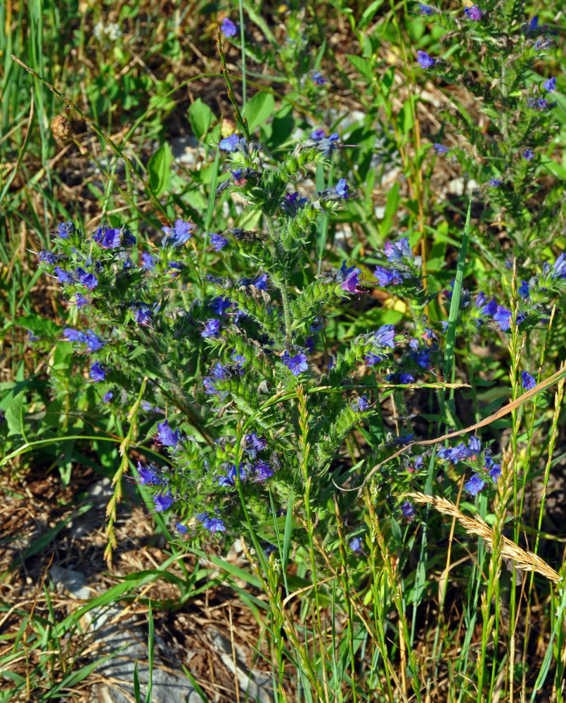 Изображение особи Echium vulgare.