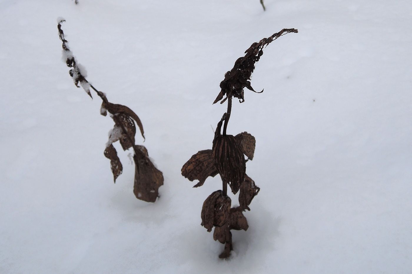 Image of Epipactis helleborine specimen.