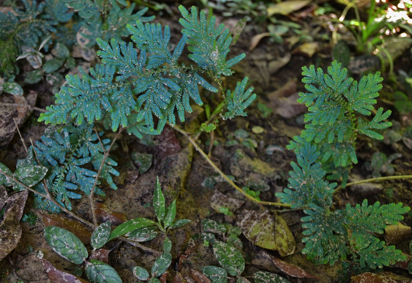 Image of genus Selaginella specimen.