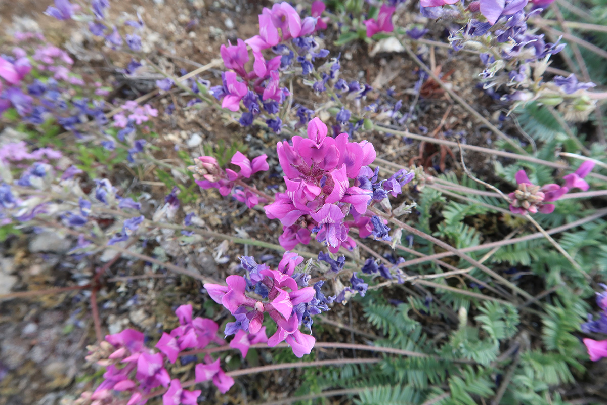 Image of Oxytropis coerulea specimen.