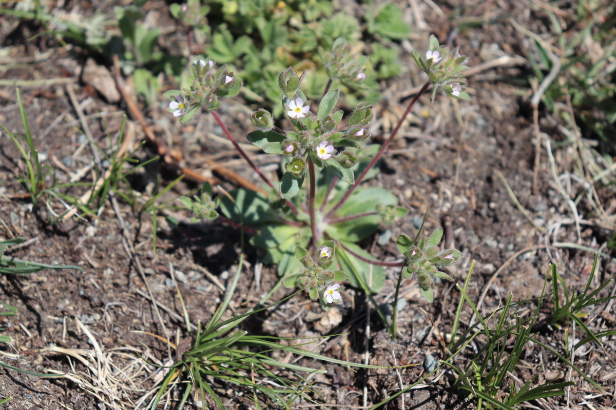 Image of Androsace maxima specimen.