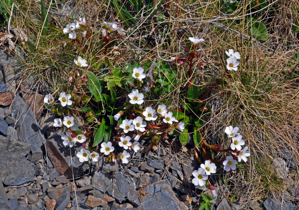 Image of Claytonia joanneana specimen.