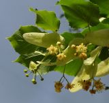 Tilia platyphyllos