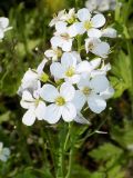 Cardamine tenera