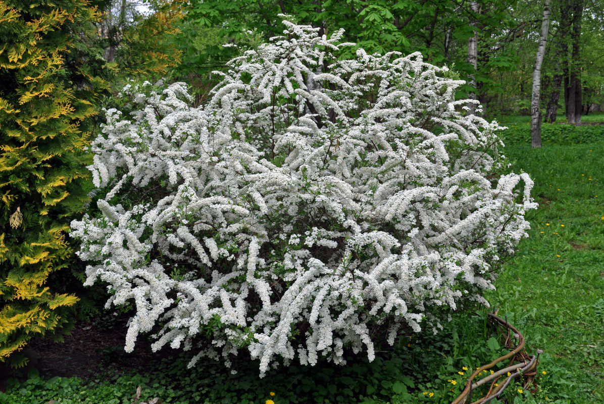 Image of Spiraea &times; cinerea specimen.