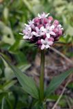 Valeriana capitata