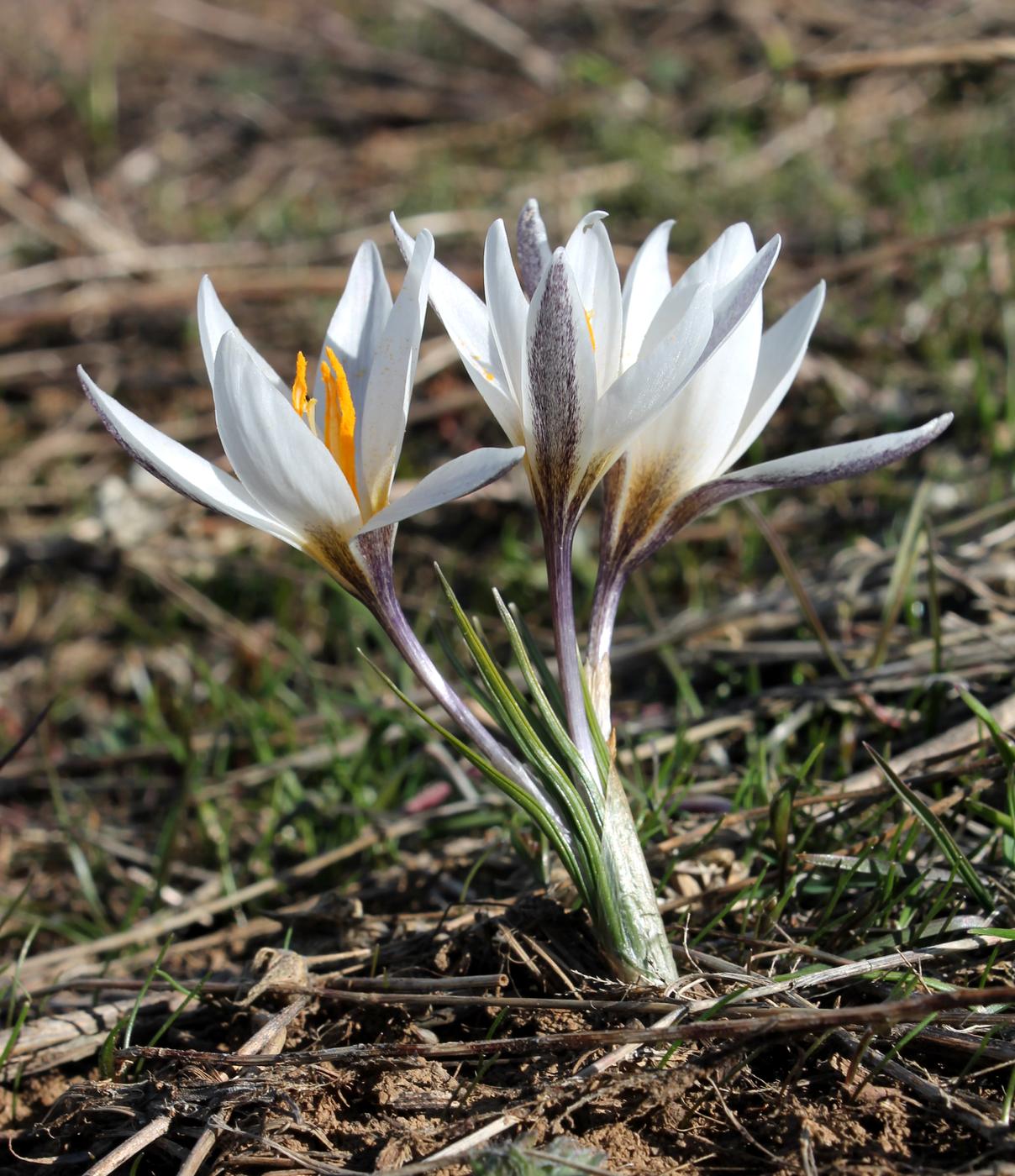 Image of Crocus alatavicus specimen.
