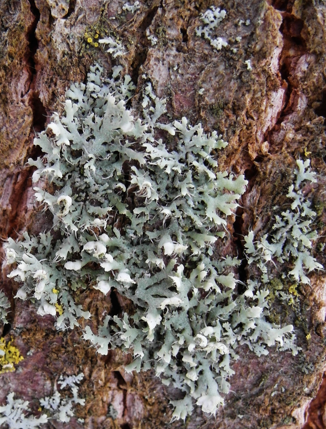 Image of Physcia adscendens specimen.