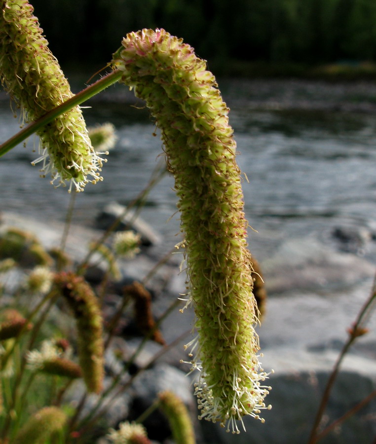 Изображение особи Sanguisorba alpina.