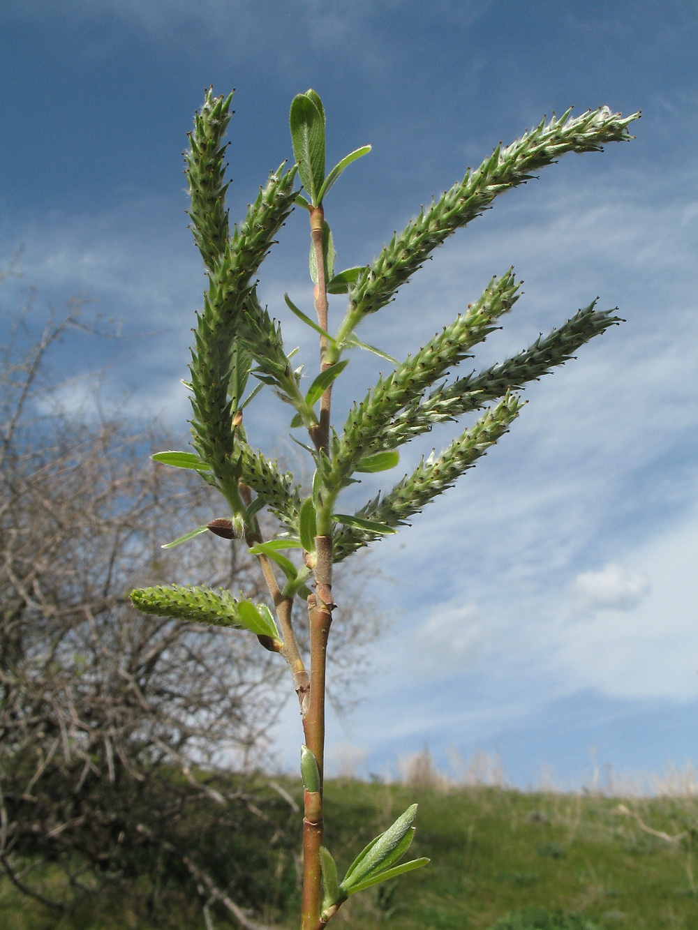 Image of Salix excelsa specimen.