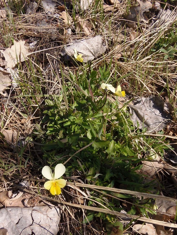 Image of Viola &times; contempta specimen.