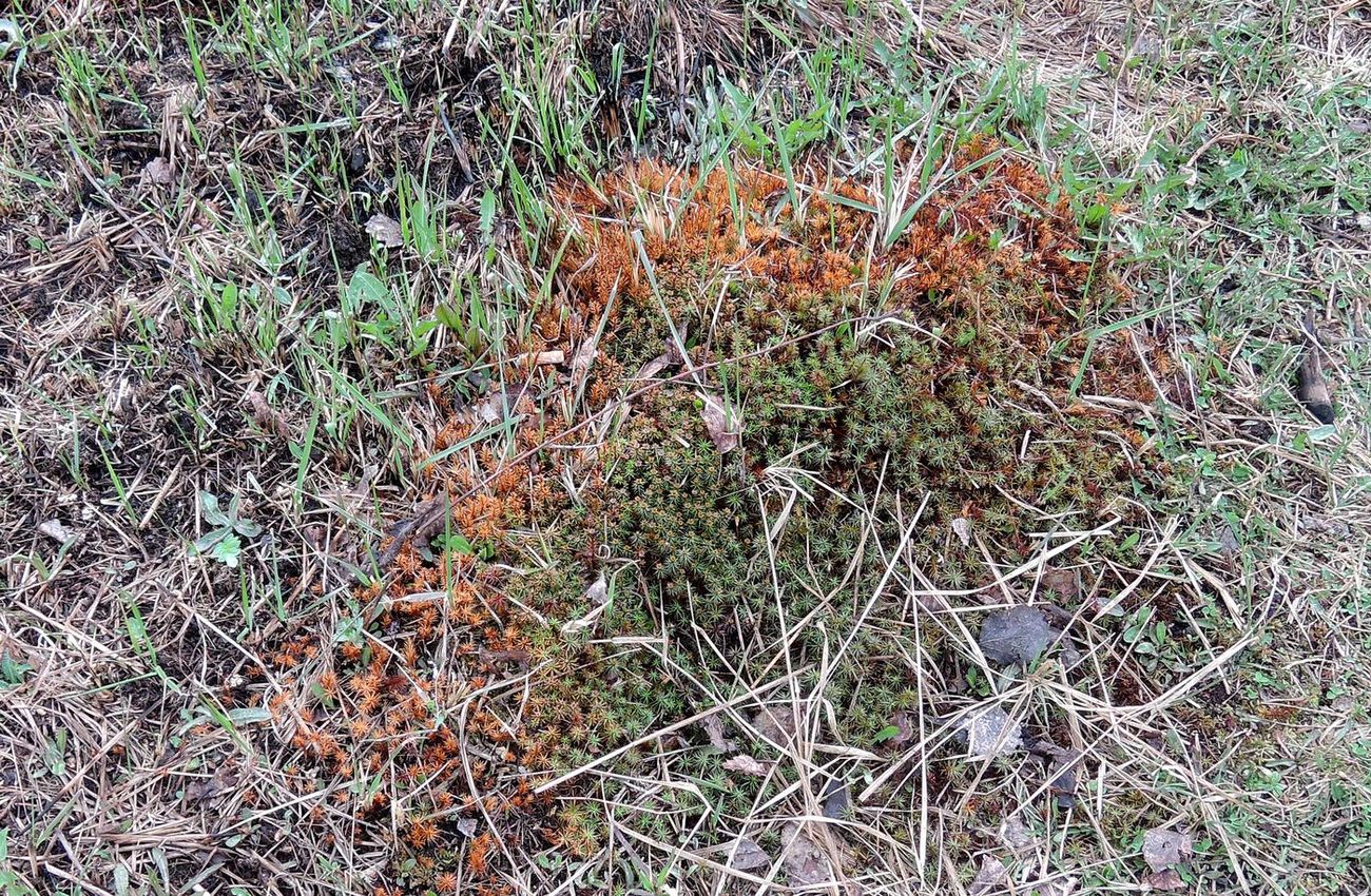 Изображение особи Polytrichum juniperinum.