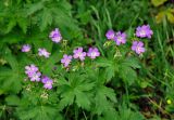 Geranium sylvaticum. Верхушка цветущего растения. Московская обл., Пушкинский р-н, окр. дер. Мураново, луг на опушке смешанного леса. 25.05.2019.