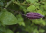 Clematis &times; jackmanii