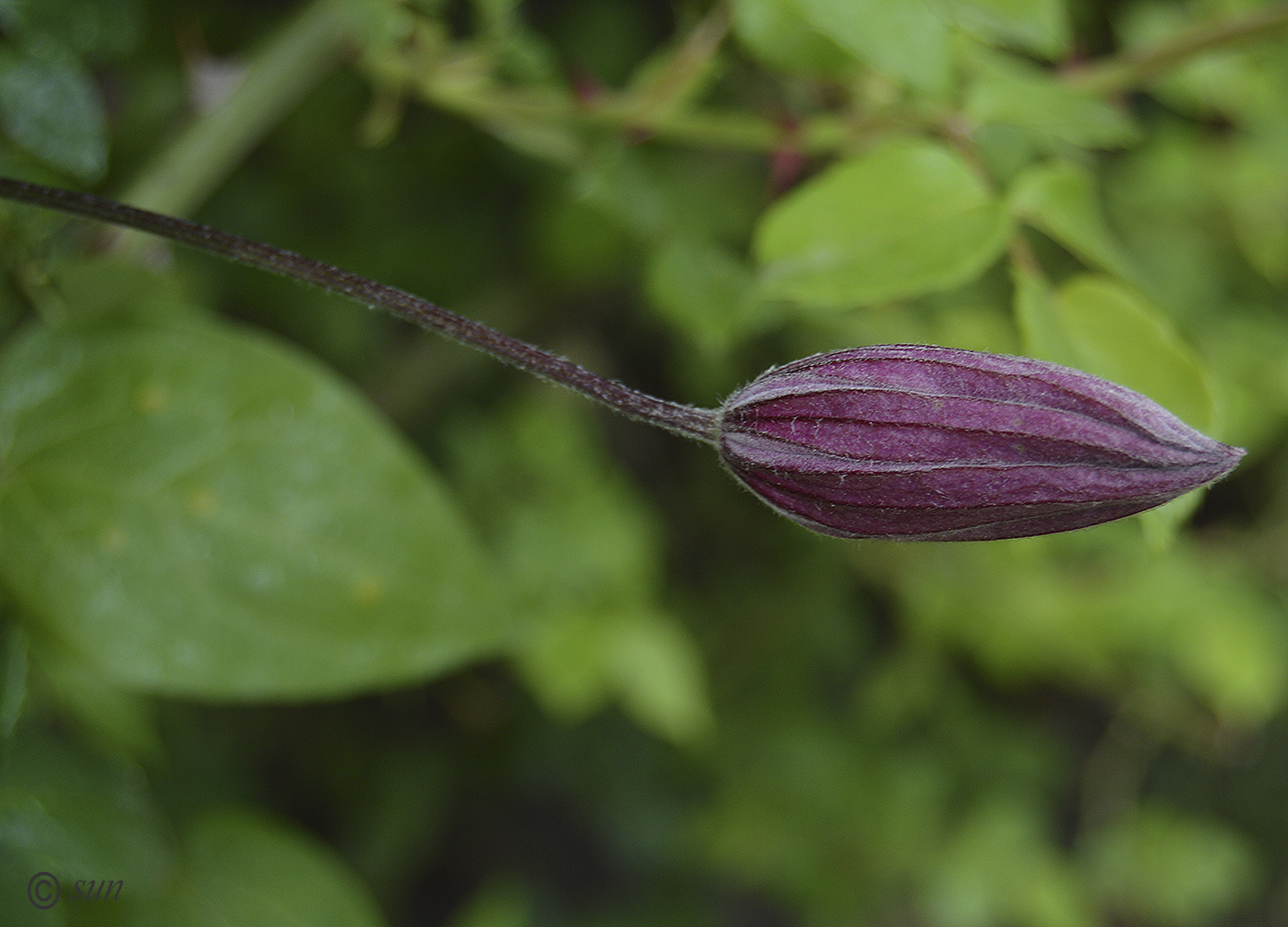 Image of Clematis × jackmanii specimen.