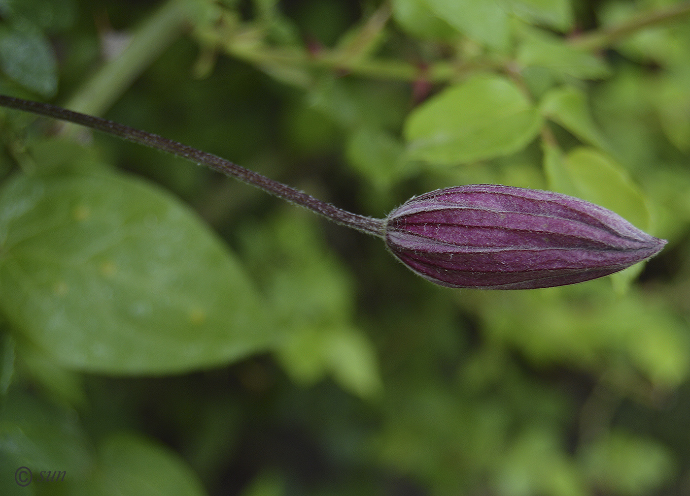 Image of Clematis &times; jackmanii specimen.