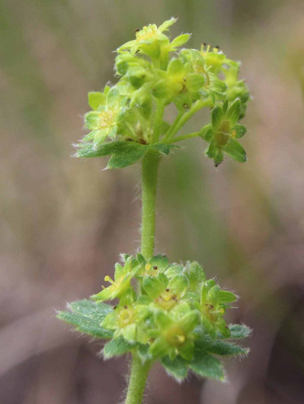 Изображение особи Alchemilla monticola.