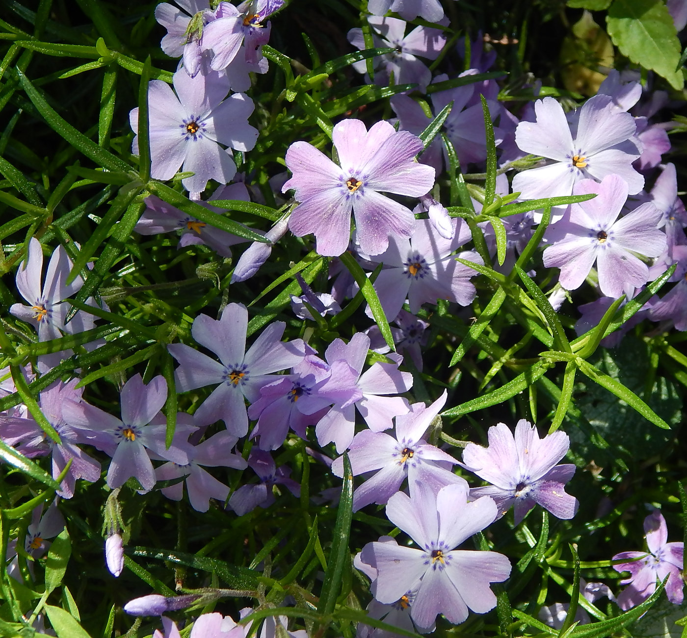 Изображение особи Phlox subulata.