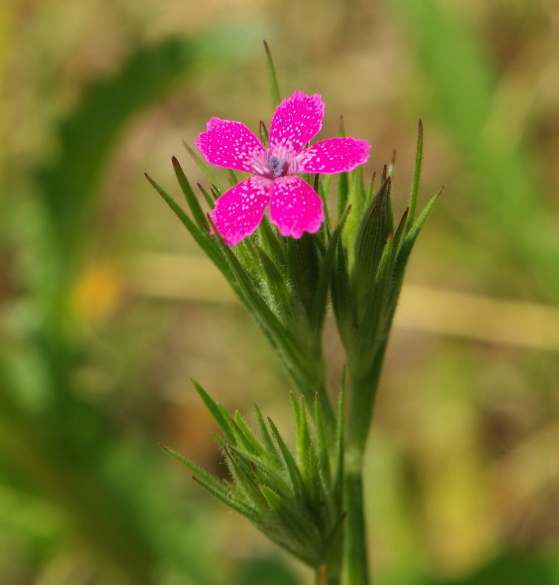 Изображение особи Dianthus armeria.