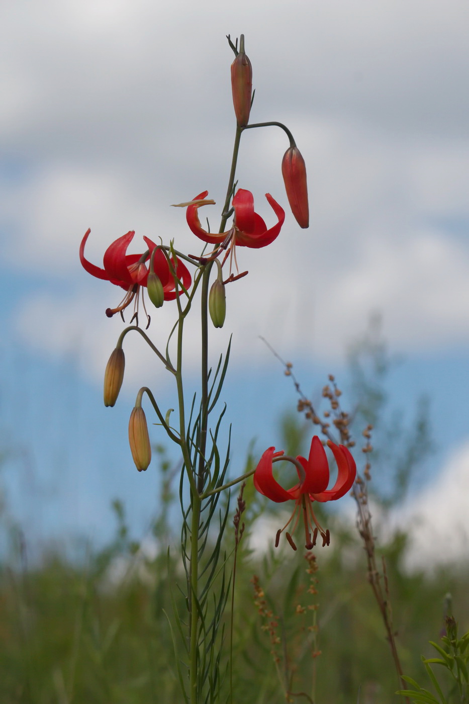 Image of Lilium pumilum specimen.