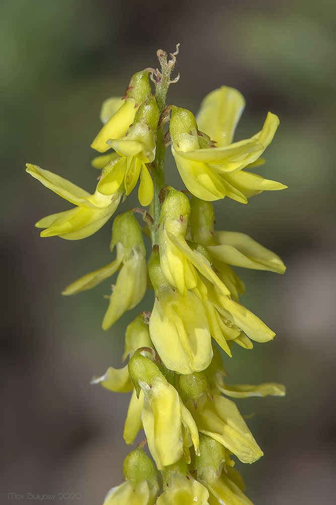 Изображение особи Melilotus officinalis.